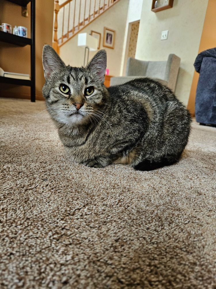 Gray tabby 