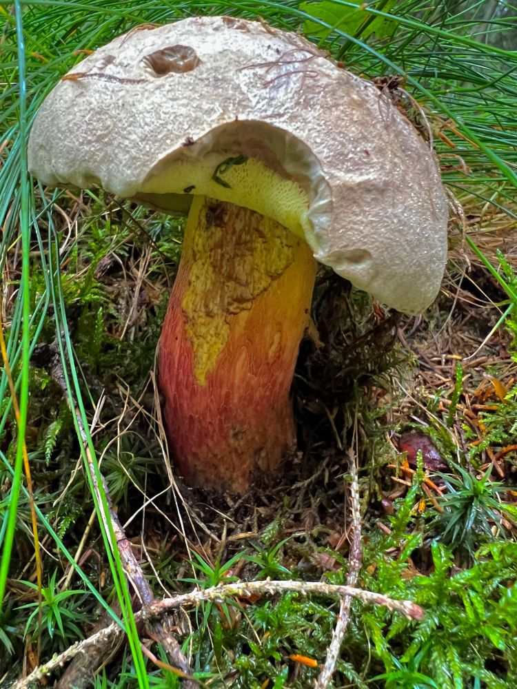 Closeup of a bitter beech bolete mushroom growing from grass and moss. The stem is reddish-yellow-orange and the cap is light brown.