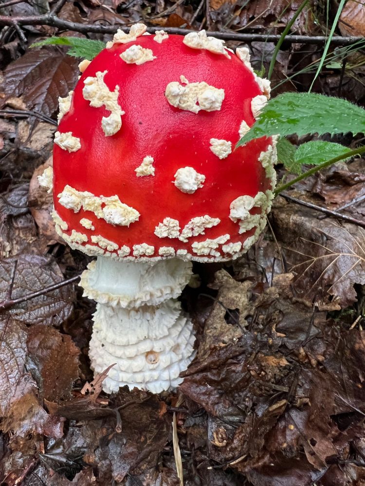 Closeup of a young Amanita muscaria mushroom cap, with a bright red cap covered with white spots, on a shaggy white step growing out of brown, wet leaves.