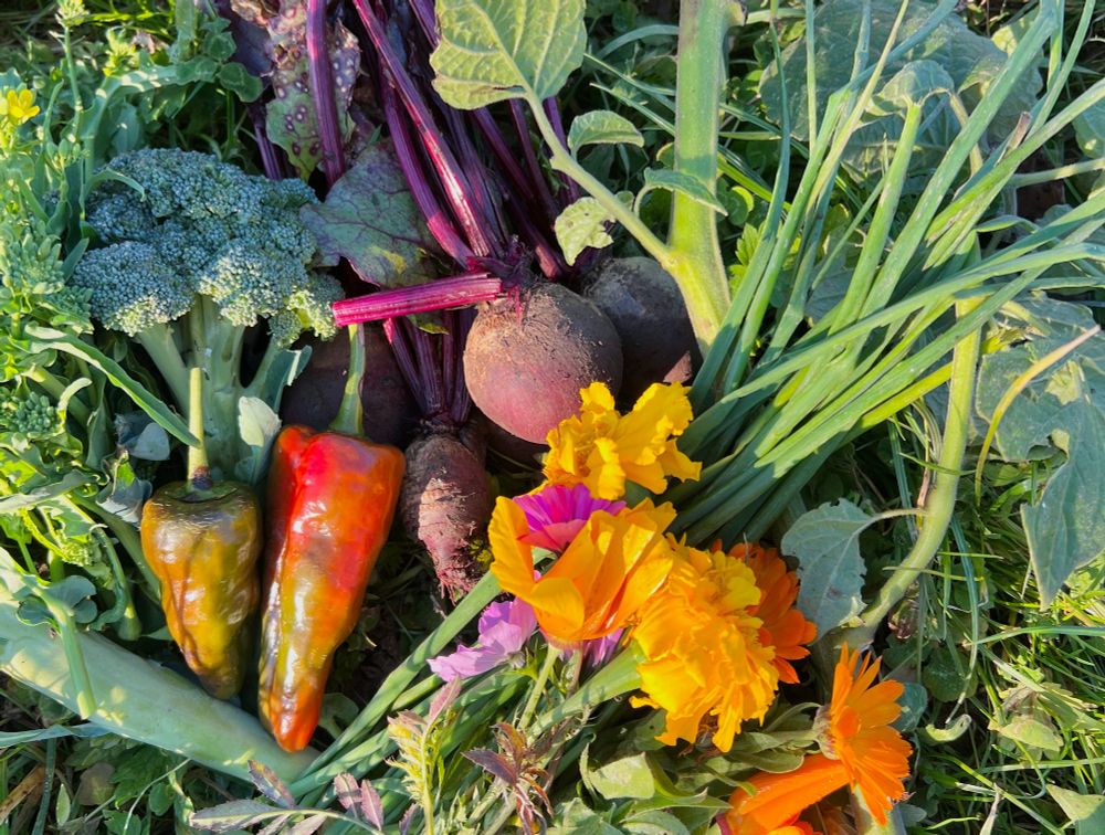 Broccoli, chilis, red beets, yellow and orange flowers and chives laying on green grass.