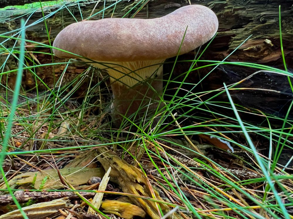 Closeup of a large Tapinella astromentosa mushroom with a light brown cap, growing out out grass.