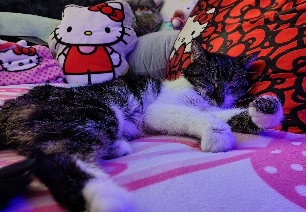A tabby cat sleeps on a bed full of hello kitty themed items. Head on a hello kitty pillowcase. 