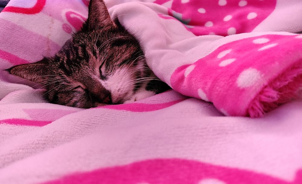 A tabby cat sleeps on and under a pink and white strawberry milk blanket 