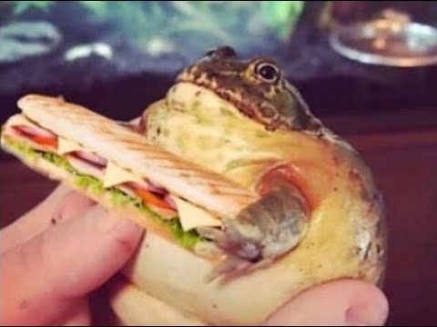 A person holding a frog holding a sub sandwich 