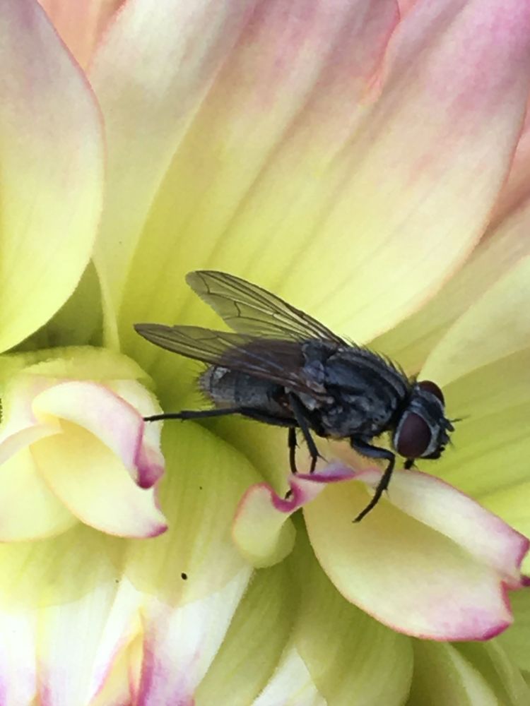 Fly on a dahlia