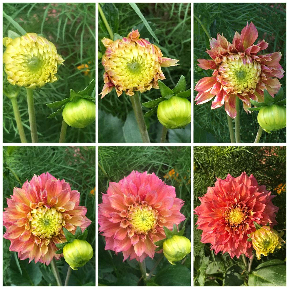 A dahlia slowly opening over the last week.  Pictures taken on consequtive days. 