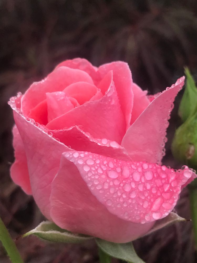 A pink rose with raindrop covered outer petals
