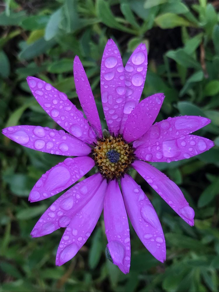 A rain drop covered magenta Osteospurmum. On a dull afternoon.  
