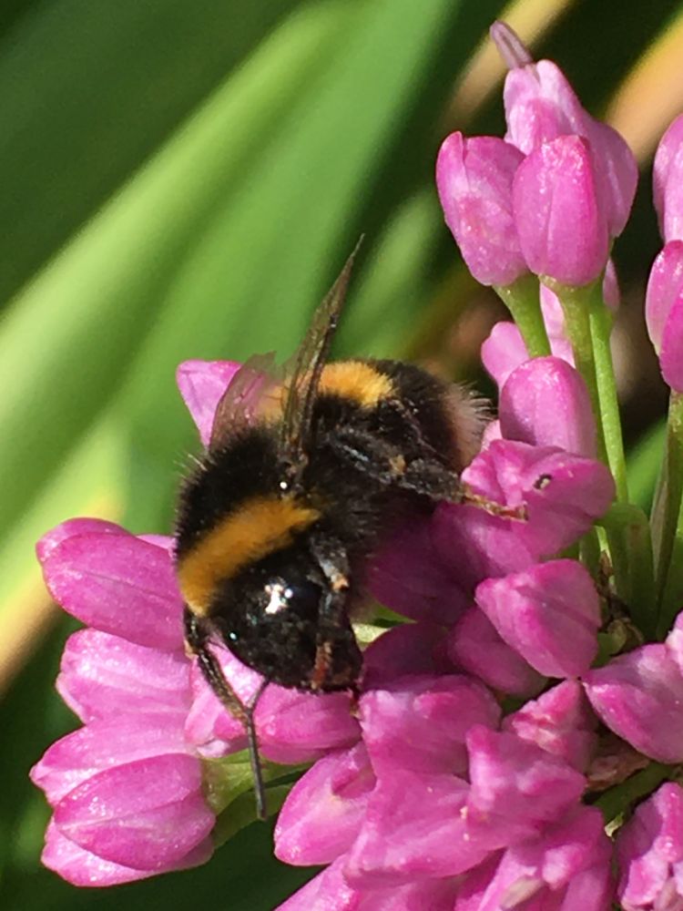 A bumble bee feeding from purple ornamental chive flowers