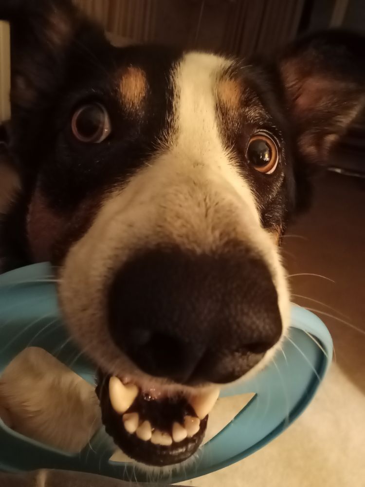 A border collie with a throw toy in his mouth. Close up to the camera
