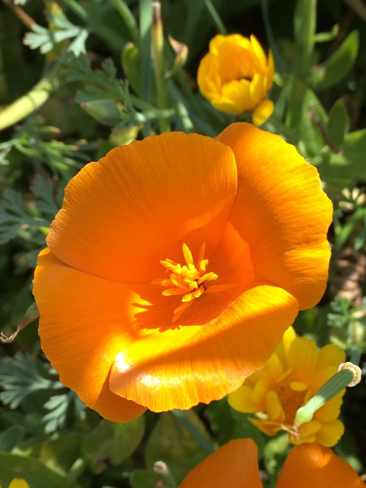 A sun dappled, pale orange Californian poppy.  A couple of yellow Calandula flowers can also be seen in the background.