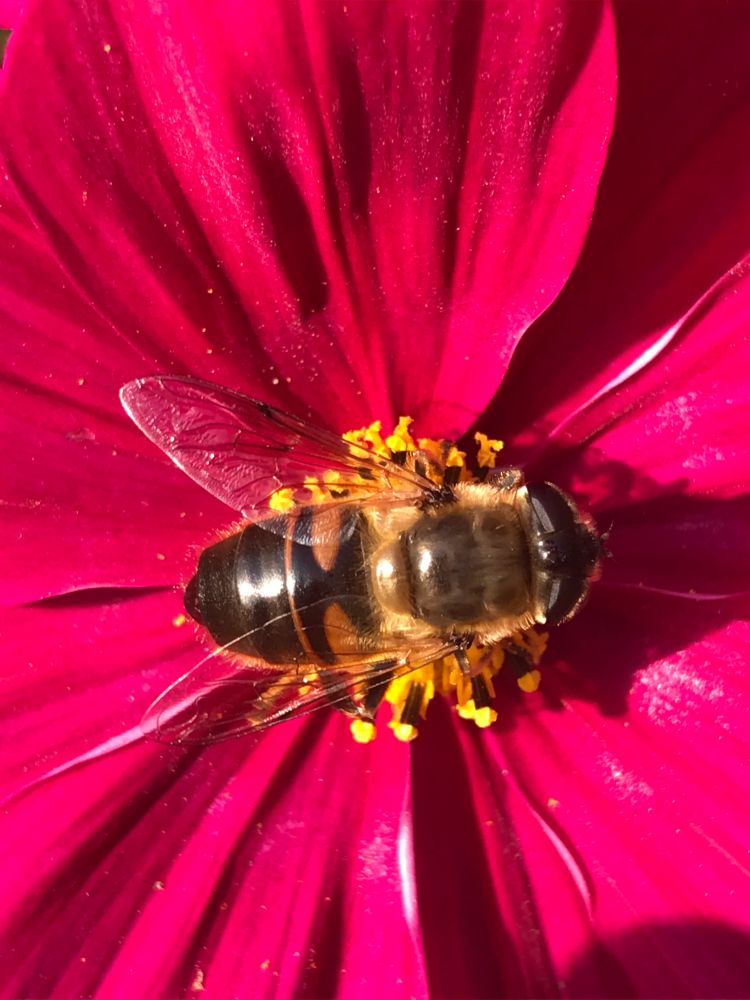 What I think is a type of hover fly. Feeding from a dark pink cosmo flower