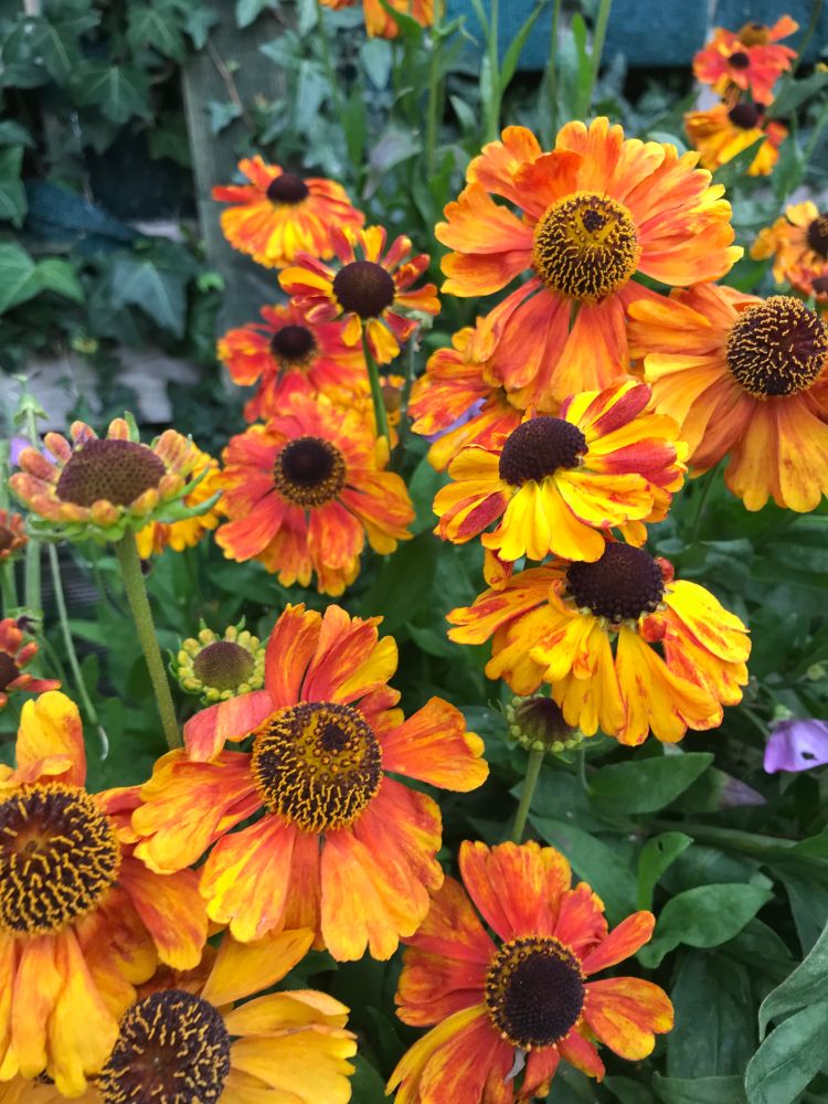 Orange and yellow Helleniums.