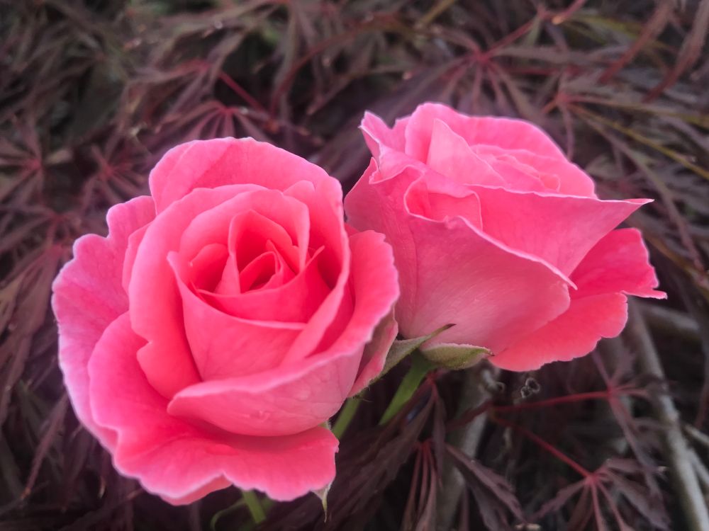 Two pink roses, flowering through a dark leafed acer