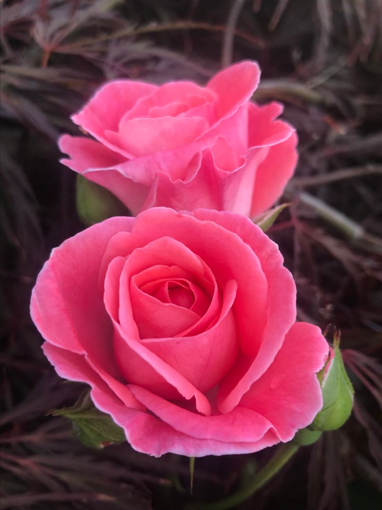 Bright pink roses growing through an acer