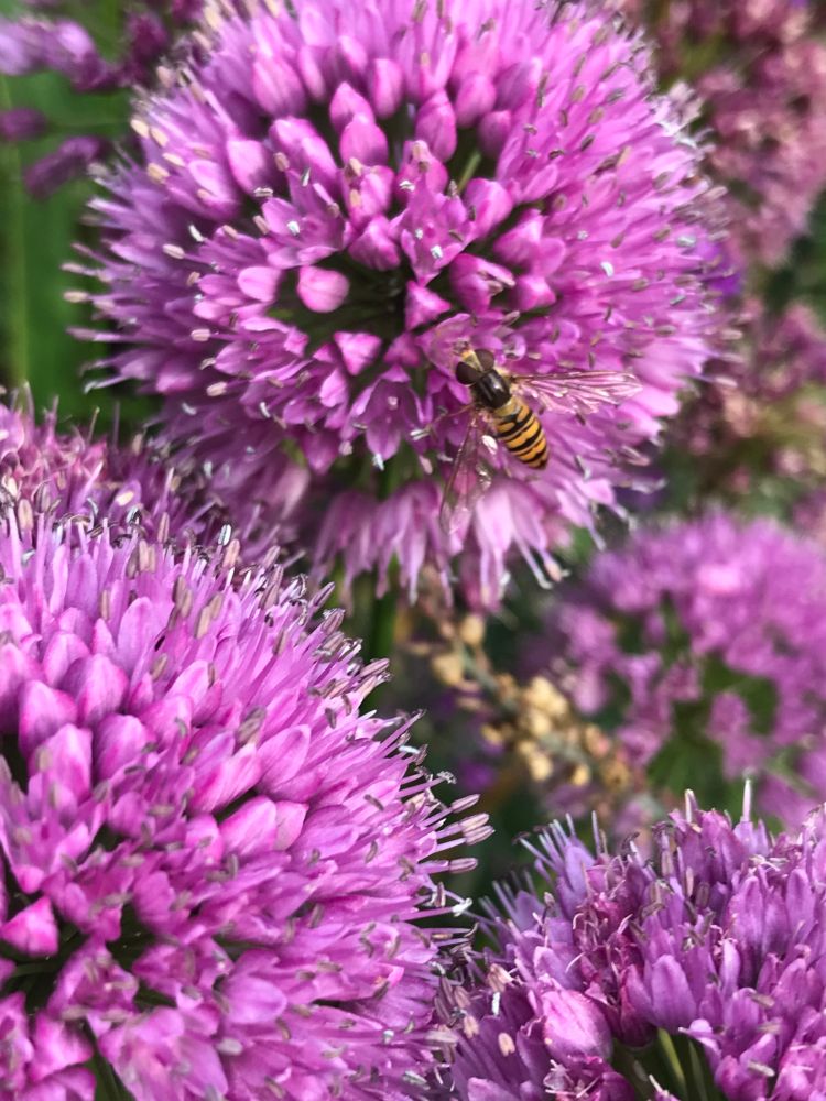 A hover fly feeding from purple globe like flower heads of a decorative chive. 