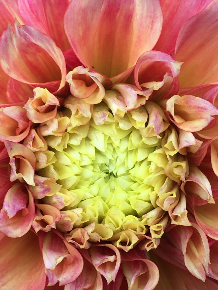 A close up of a part open orange dahlia.  It's central as yet unopened petals appear as yellow.