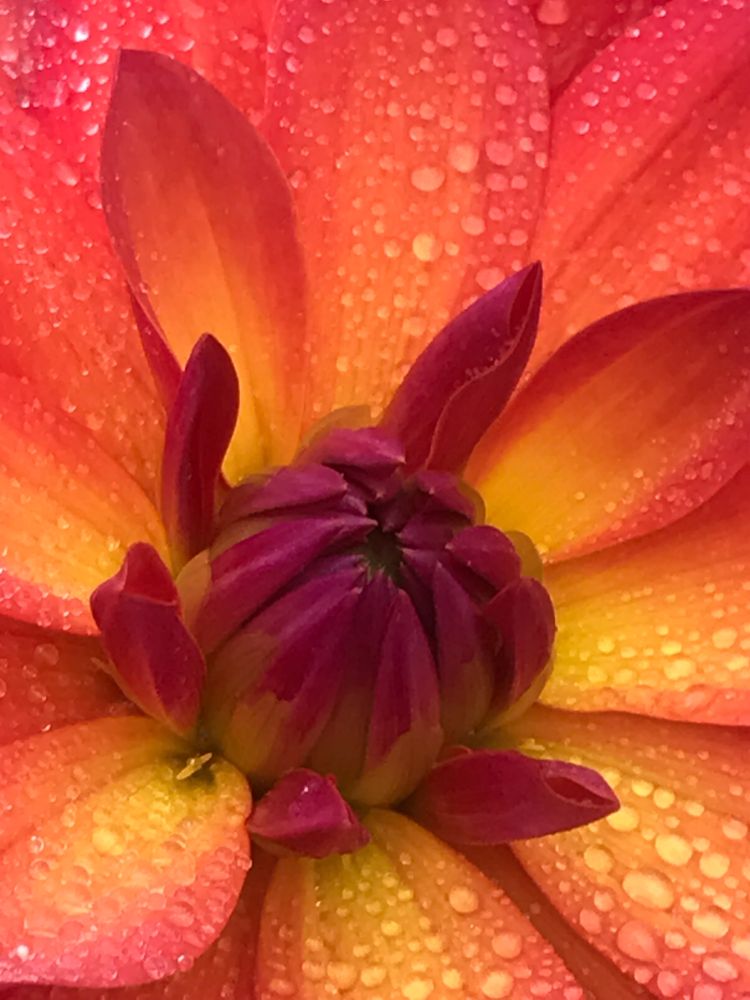 A dew covered daglia flower