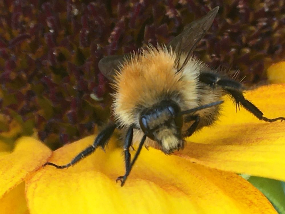 Bumble bee on a sunflower
