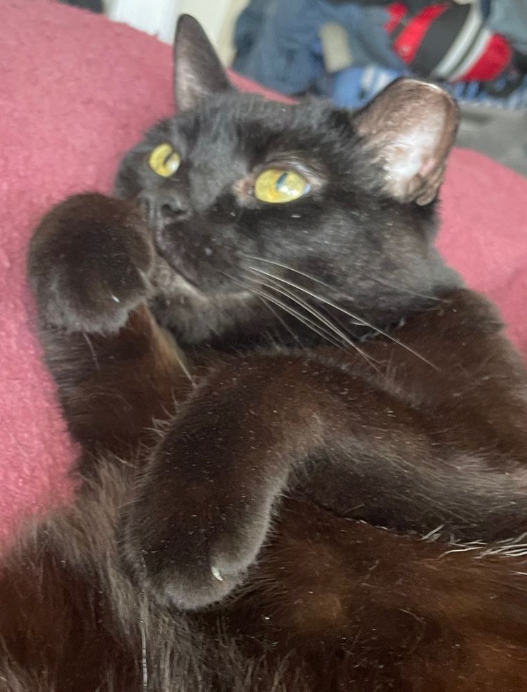 Toothless, being Toothless, because she's Toothless.