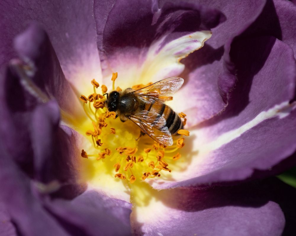 A bee in the centre of a flower, close up macro shot with only the bee, the stamen and petals visible