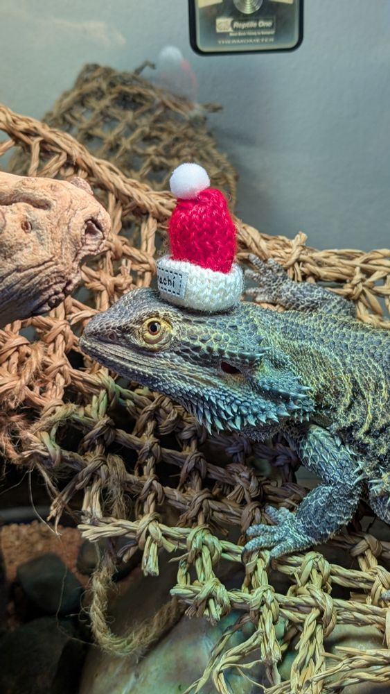 A photo of Theo's bearded dragon, Diego, wearing a tiny knitted Santa hat on his head 