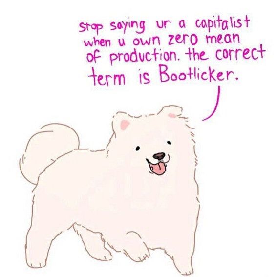 A meme of a floofy dog who says “stop saying you’re a capitalist when you own zero means of production. The correct term is bootlicker.”