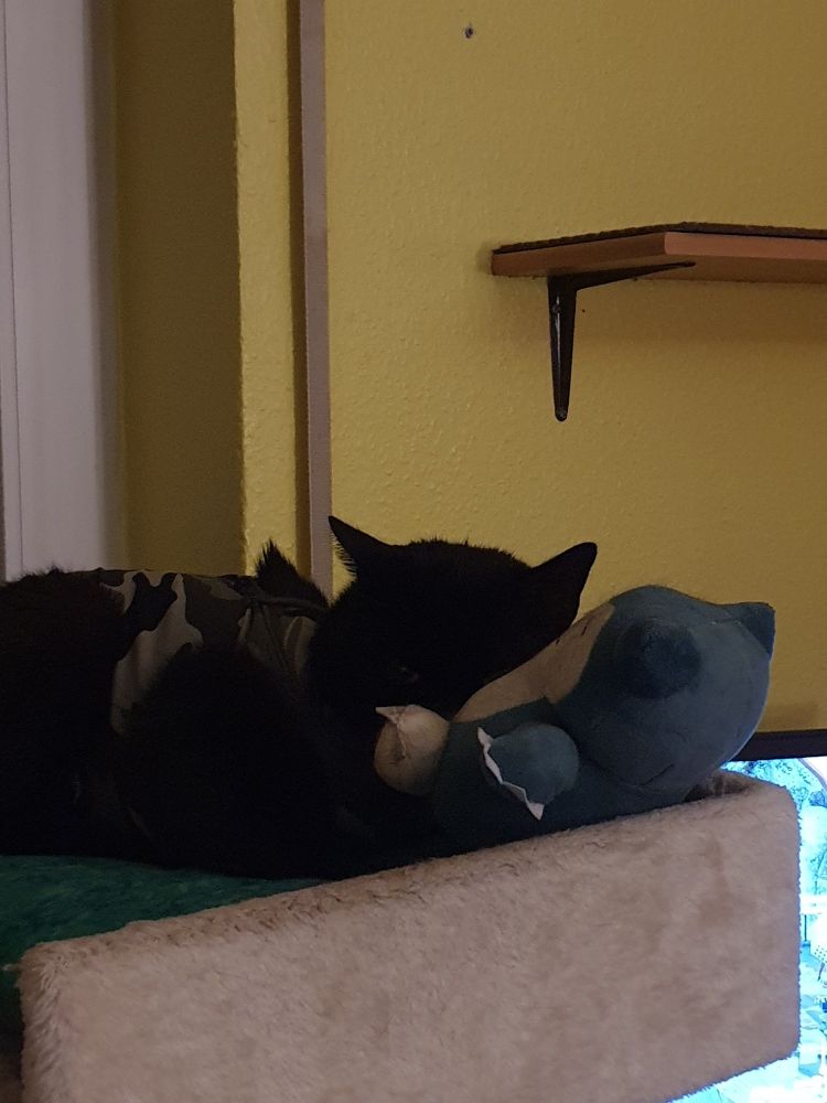 The sleep overthrew Luce. His little head is resting on Snorlax belly and he is comfortable asleep.