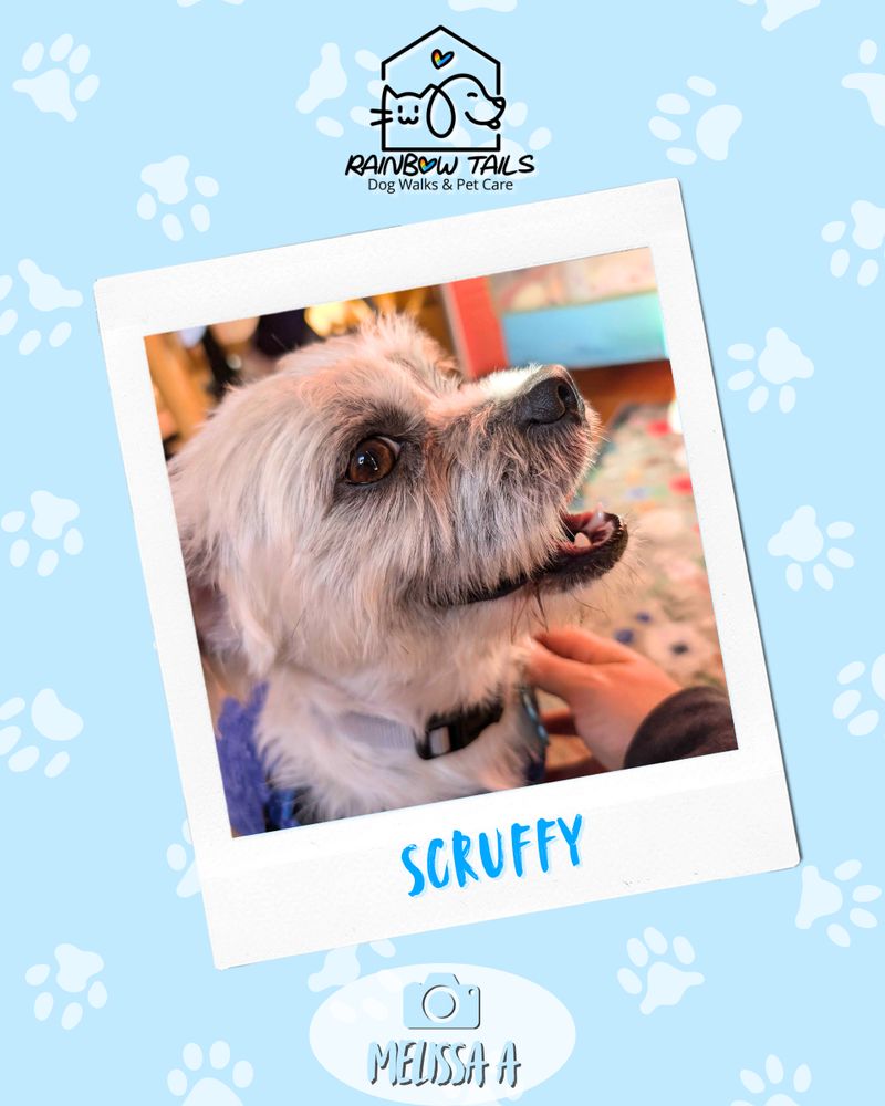 A light blue graphic with white paw prints and the Rainbow Tails logo. A central Polaroid-style photo shows a small, scruffy-furred dog named Scruffy looking up lovingly as he's being petted.