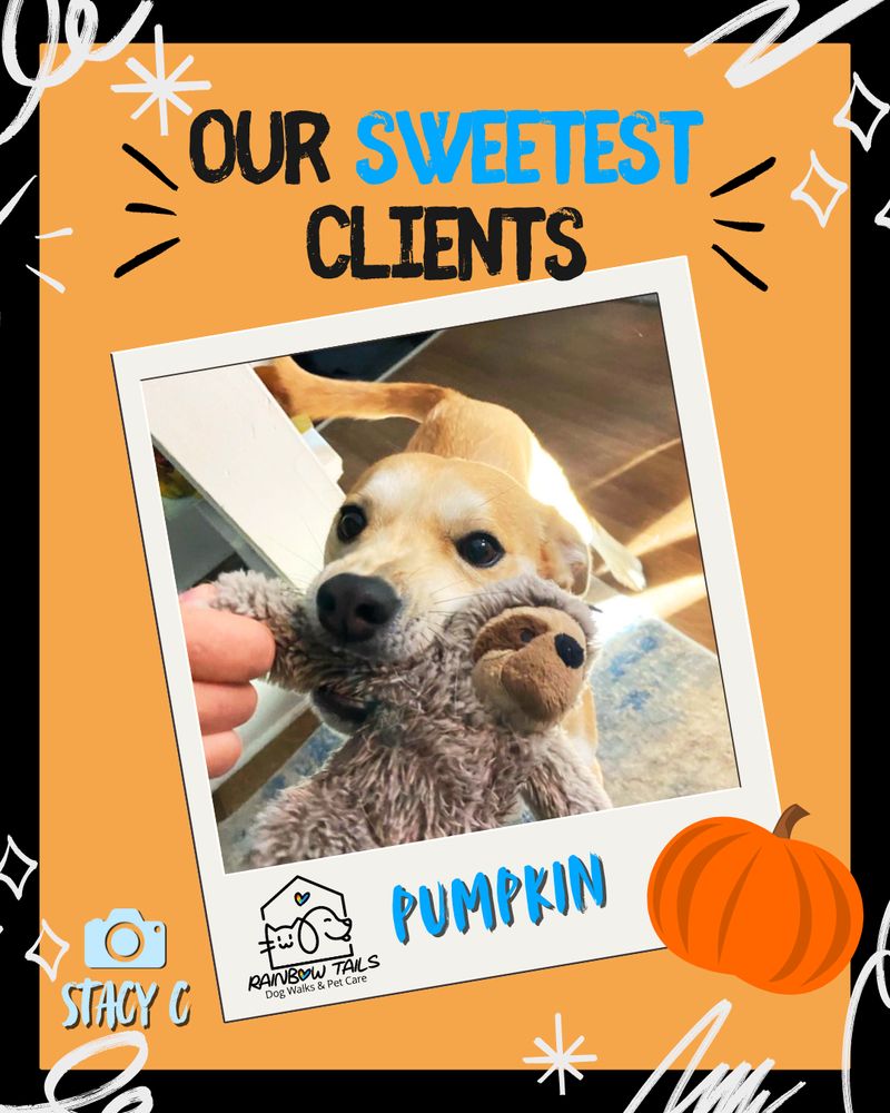 An orange and black graphic with the text "Our Sweetest Clients." The central image is a Polaroid of a sweet-faced, light-brown dog named Pumpkin. She is looking at the camera with big eyes while holding a plush toy in her mouth.
