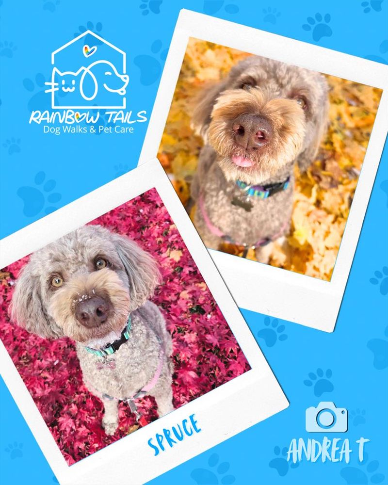 A blue graphic with two Polaroid-style photos of Spruce, a curly-haired, greyish-brown dog. In one photo, he sits in vibrant red leaves with a dusting of snow on his nose. In the other, he looks up at the camera with his tongue out, surrounded by yellow leaves.
