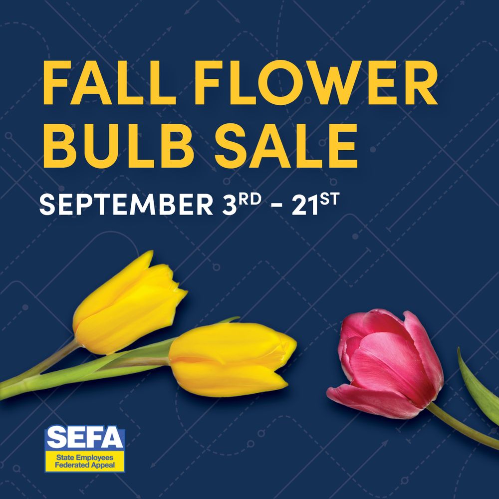 Flyer for the 'Fall Flower Bulb Sale,' September 3rd - 21st. Two yellow tulips and one red tulip are arranged on a blue background with dotted line designs. The SEFA, State Employees Federal Appeal, logo appears in the lower left corner.