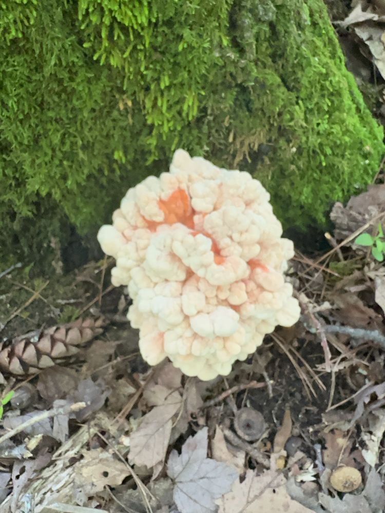 A large chicken of the woods clump at the very base of a mossy tree trunk. The mushroom looks like a cauliflower with a orange pink inside. 