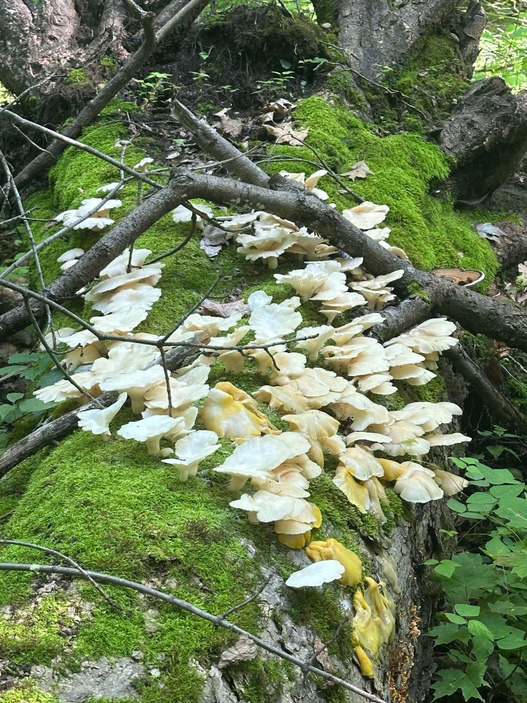 A large dead log covered in vibrant green moss and dozens of oyster mushrooms. 