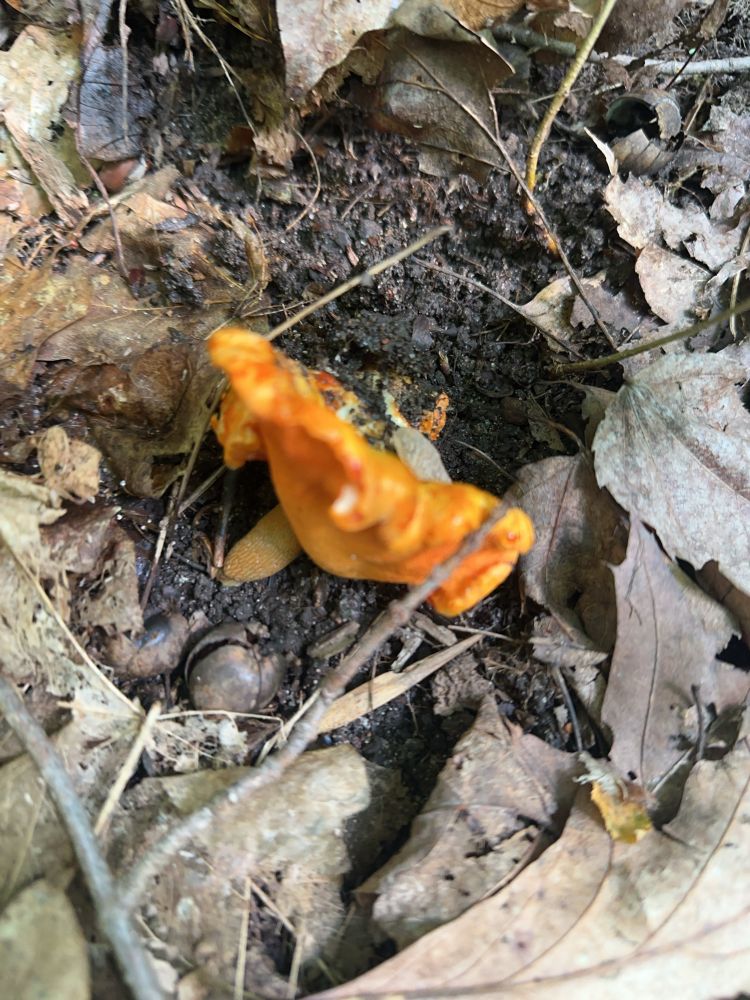 A bright orange ridgid mushroom sticks up out of the leaf bed in a forest. 