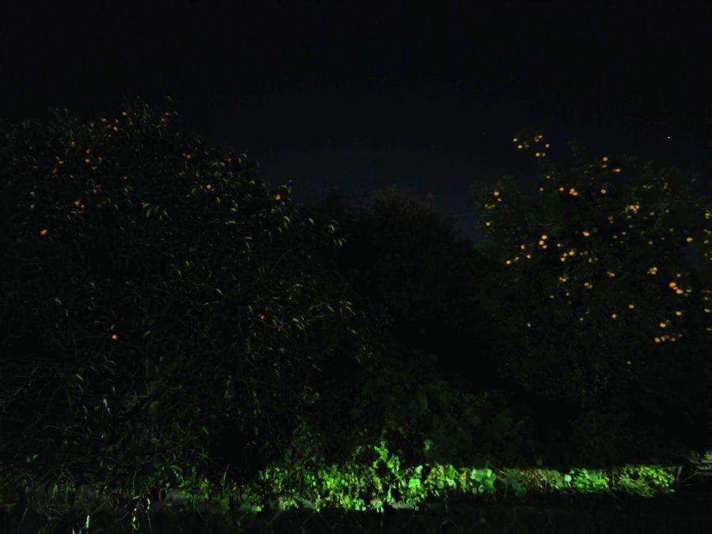 闇夜の柿の木と何かの柑橘の木