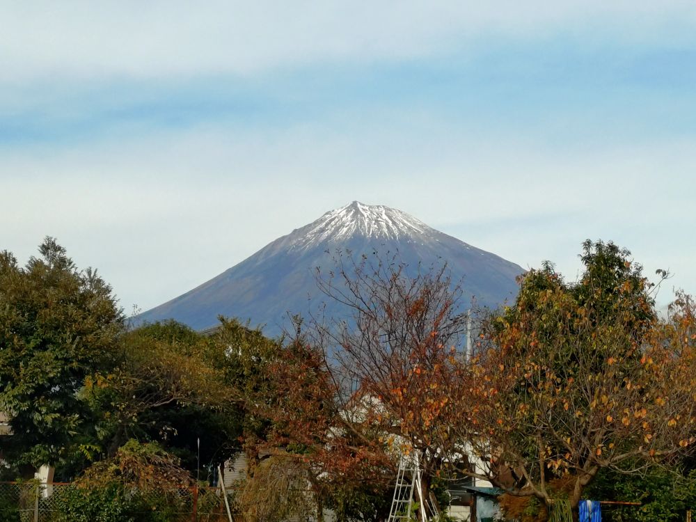 富士山冠雪　ひとんち畑にて