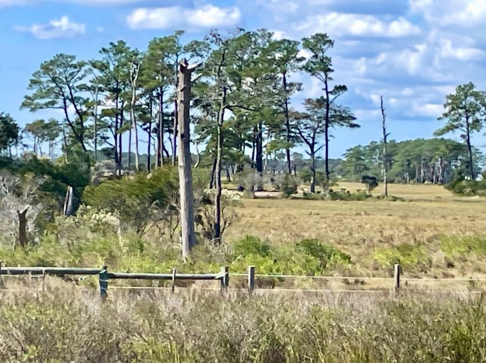 Edge of a maritime forest of evergreens, and a grassy meadow. A pine in the foreground is dead and looks like a pole