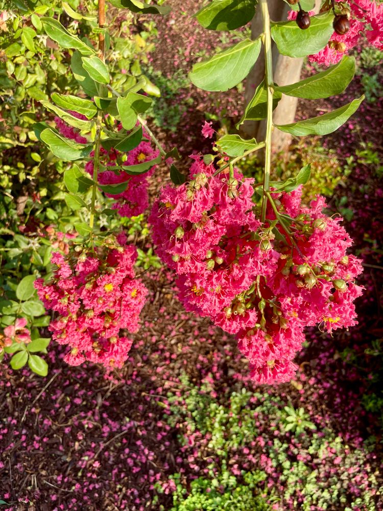 Crepe Myrtle branches bend with the weight of their flower crowns as their pink petals fall to the ground 