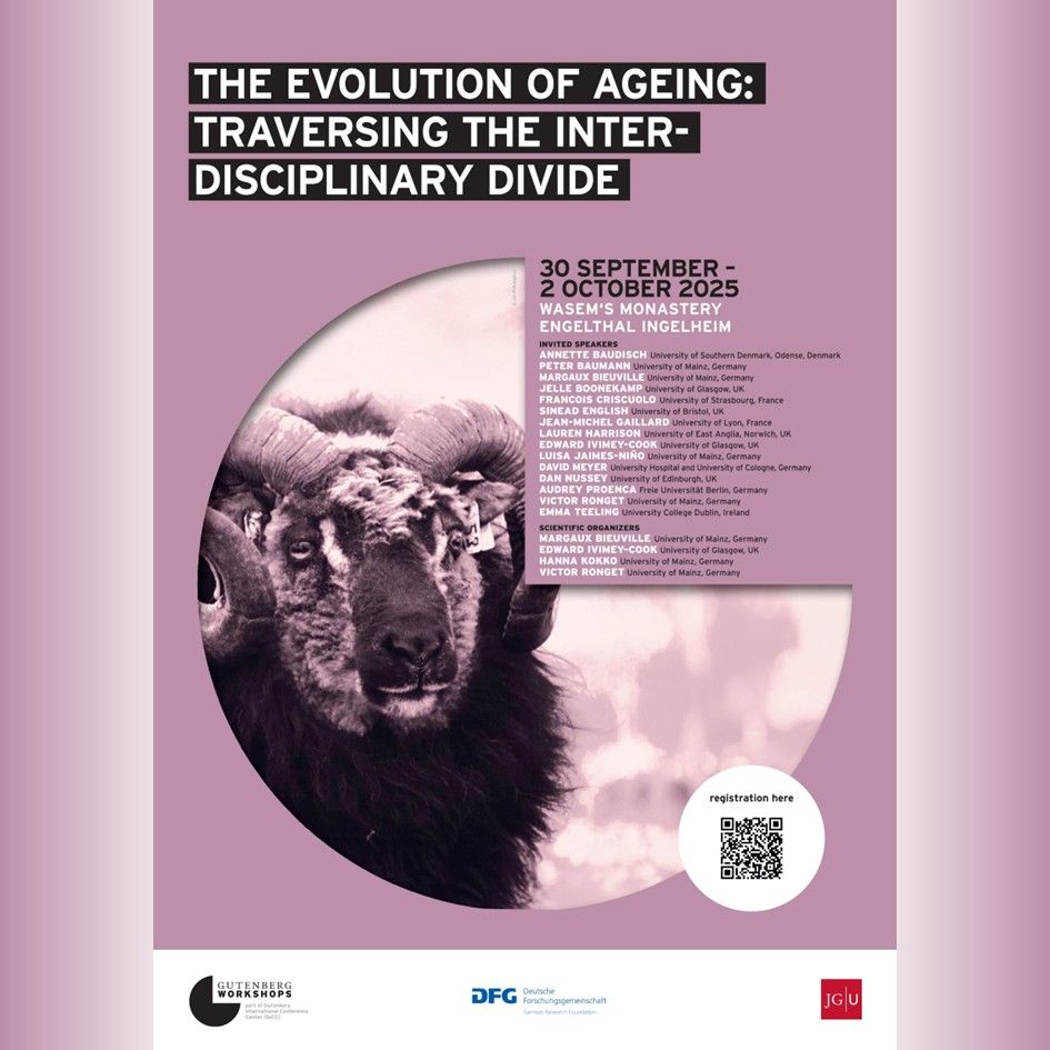 The Gutenberg Workshop on the Evolution of Ageing is organized by Margaux Bieuville, Hanna Kokko and Victor Ronget from the University of Mainz together with Edward Ivimey-Cook from the University of Glasgow. The Workshop will take place from 30 September to 2 October 2025 at Wasem's Monastery Engelthal Ingelheim.
