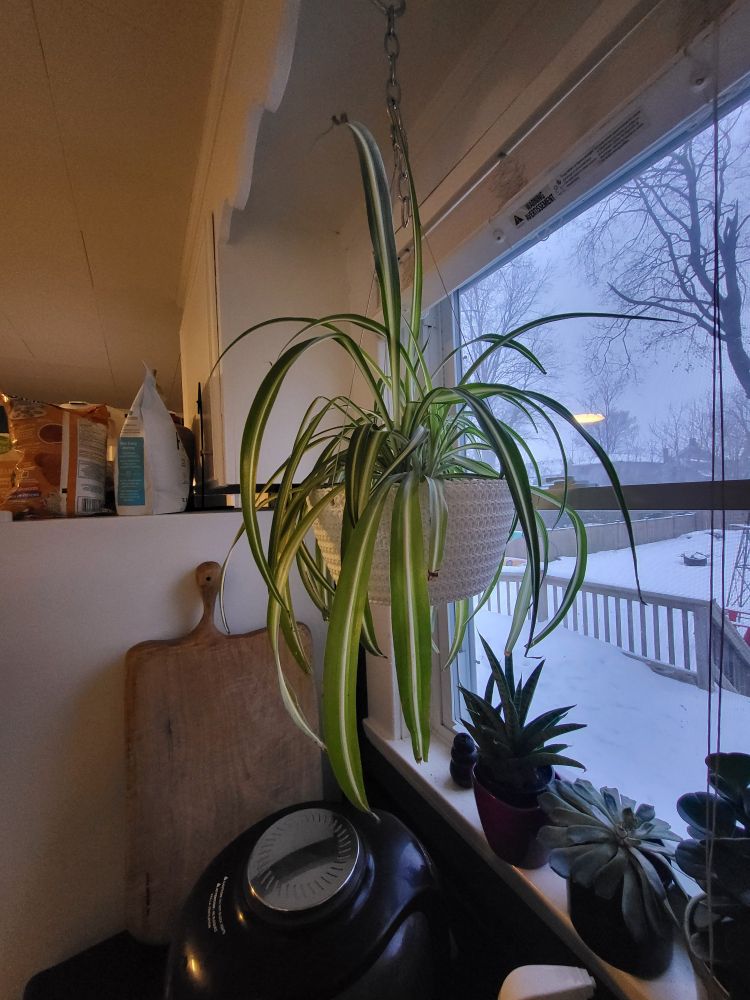 A spider plant hanging in a window. It is robust with long, thin leaves that are white at the centre stem and darken to green as it goes outward