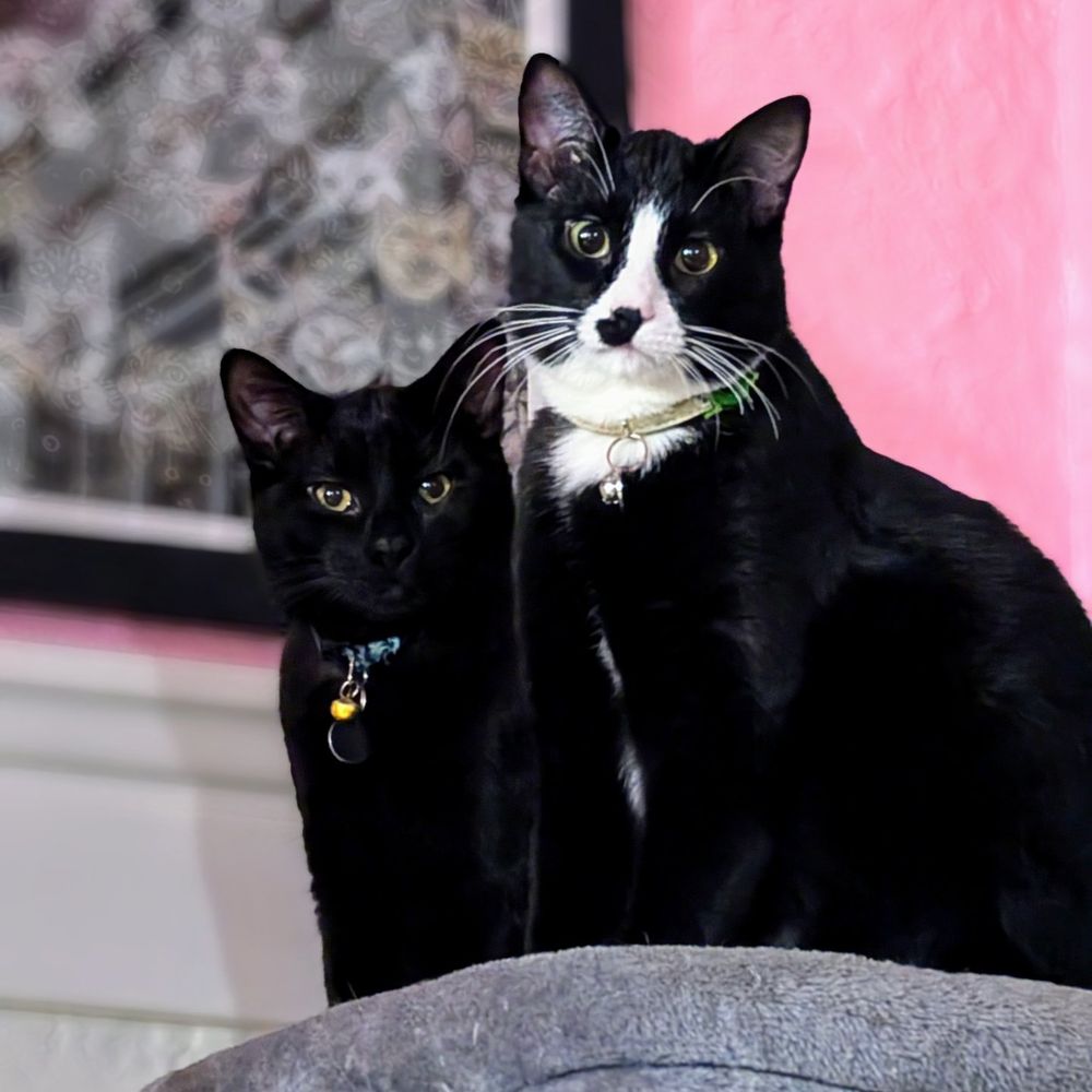 Tuna the black cat stands just behind Ham the tuxedo cat. They're both standing on the top of the cat stand in my pink living room. 