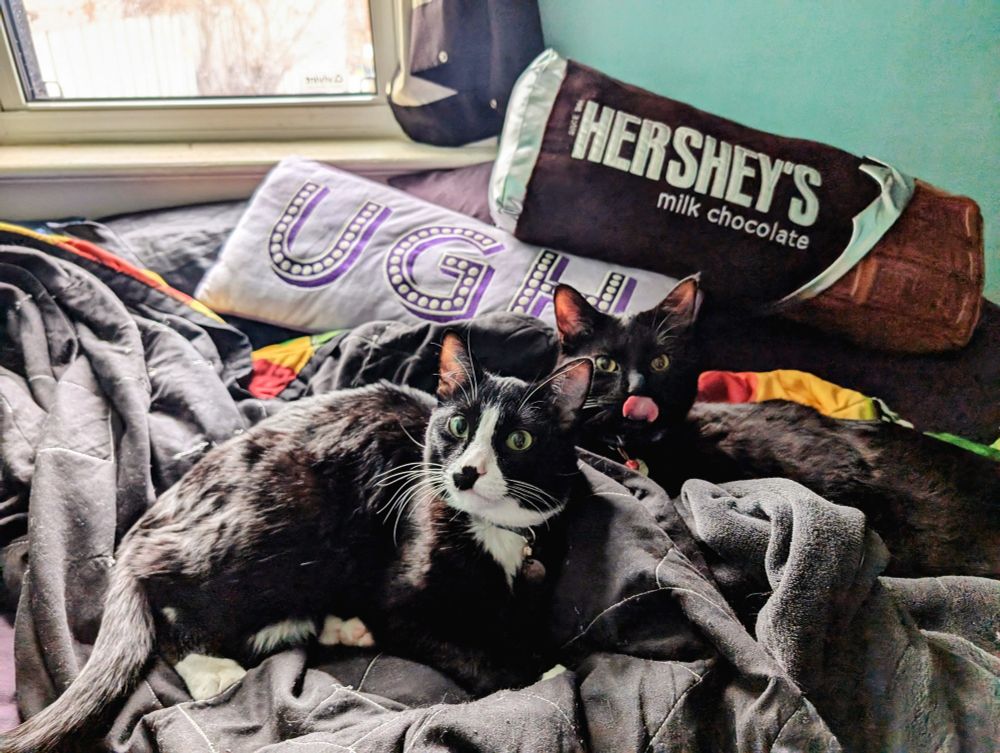 Ham, the tuxedo cat lays on his side with his buddy Tuna the black cat, laying just behind him. They are comfortably surrounded by blankets and pillows. Tuna just yawned and his tongue is sticking out fully. 