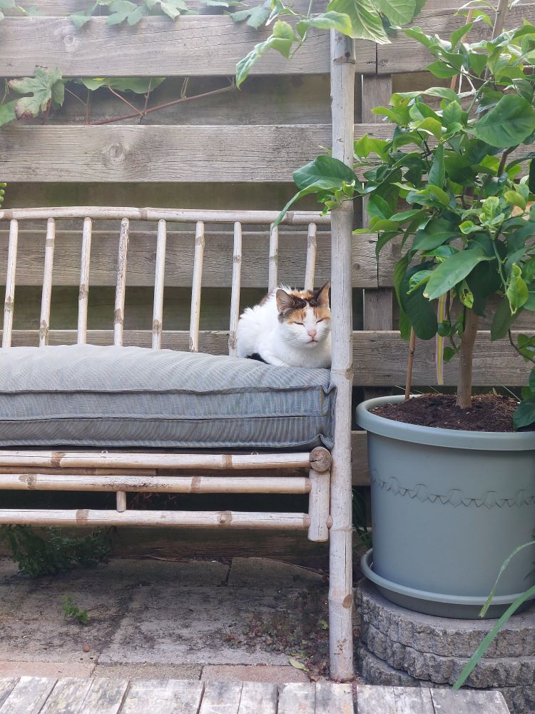 Poes, wit met zwart-bruine vlekken op haar hoofd, ligt in een hoekje van mijn tuinbank met dichtgeknepen ogen op het kussen.