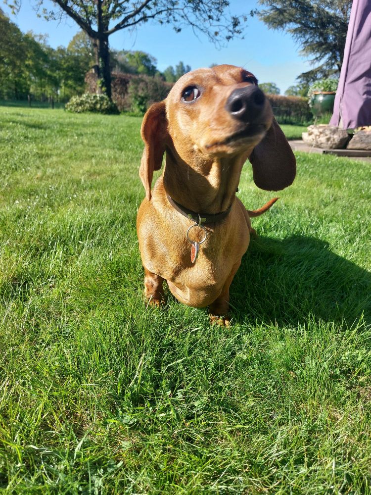 Een teckelhond in het gras met haar kop schuin, kijkt mij aan. 