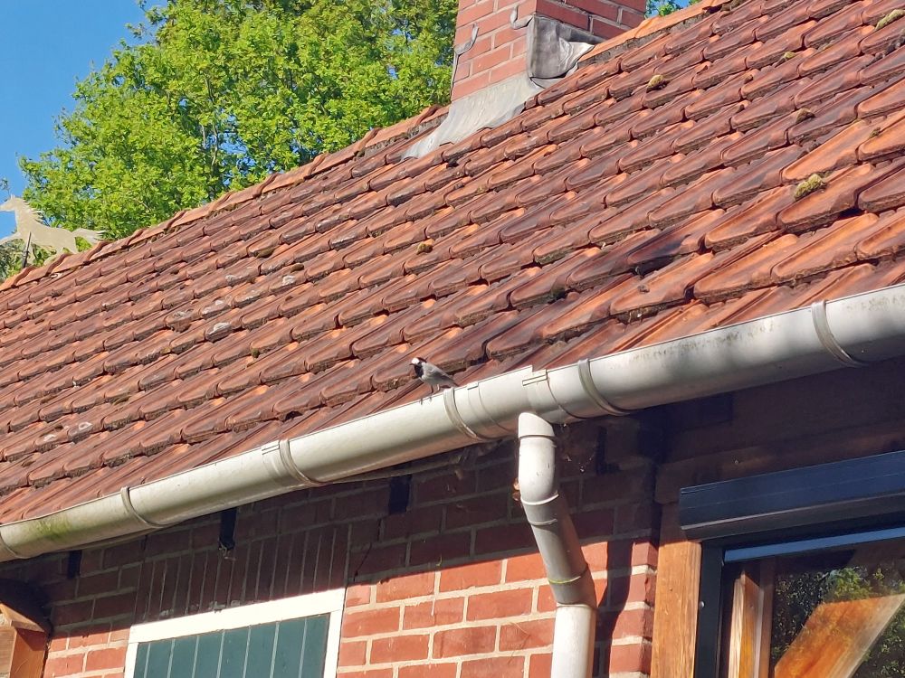 In de dakgoot van een huisje zit een vogeltje, grijs liefje, zwarte bef, wit masker en zwart op de kop. 