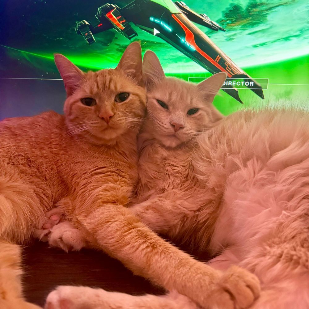 Jack, an orange tabby cat, is snuggling closely with Jiro, a longhaired orange cat. They look very comfy. 