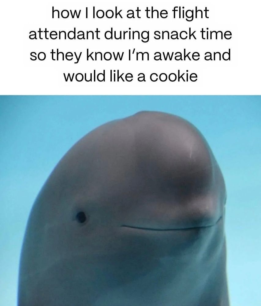 A picture of a dolphin looking expectant:

Text: how I look at the flight attendant during snack time so they know I'm awake and
would like a cookie