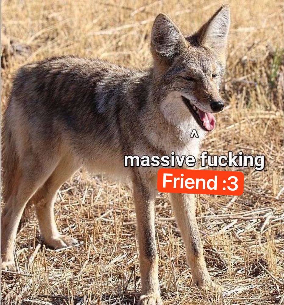 a brown coyote with edited text pointing at it saying "massive fucking Friend :3"