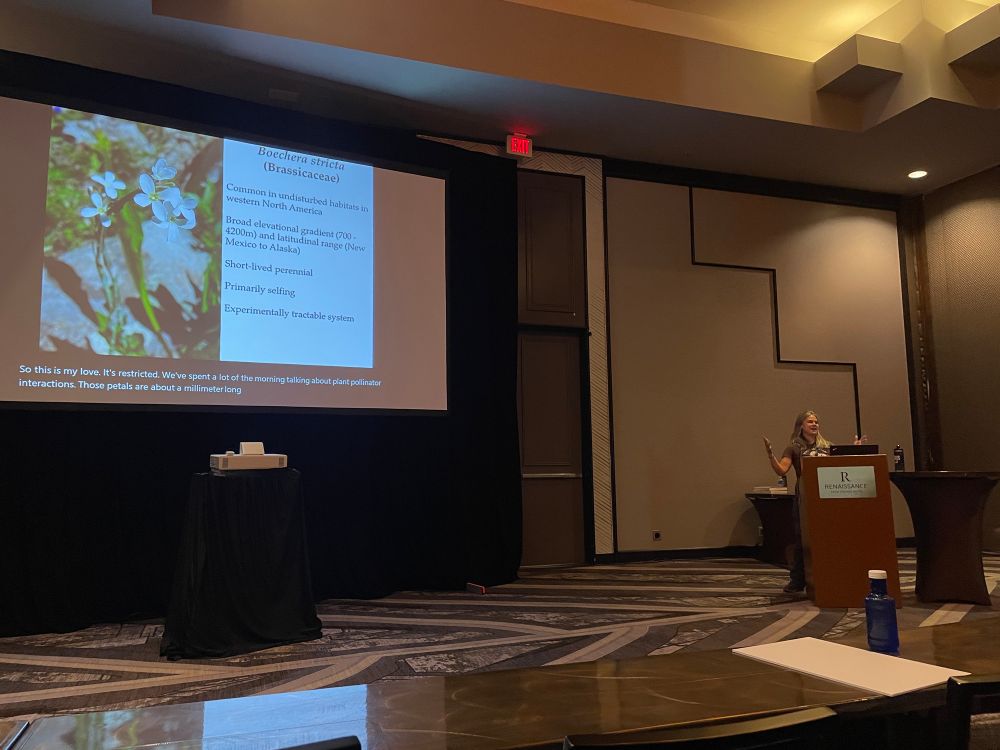 Jill Anderson stands at the podium introducing her study species Boechera stricta on a slide. 
